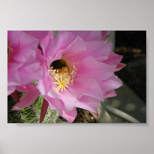Póster Flor del cactus