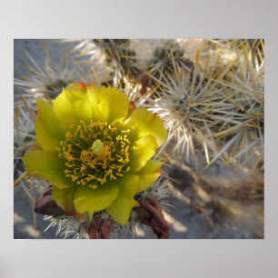 Póster Flor del cactus de Cholla