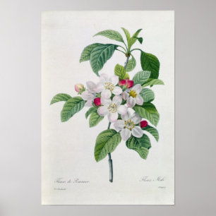 Póster Flor, del 'DES de Les Choix más bellezas