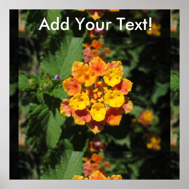 Póster Flor del desierto de Lantana (Frente)