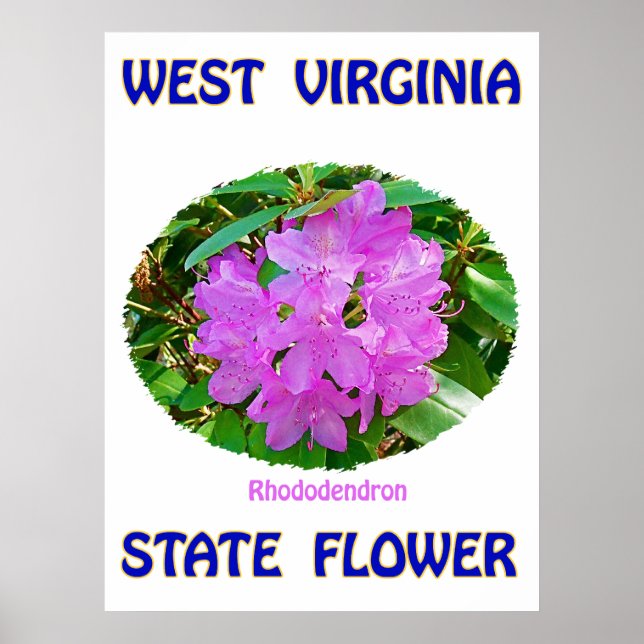 Póster Flor del estado de Virginia Occidental, Rhododendr (Frente)