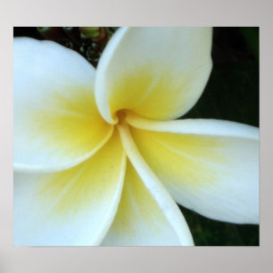 Póster Flor del Frangipani