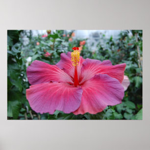 Póster Flor del hibisco