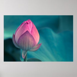 Póster Flor del lirio de agua de Lotus