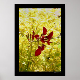 Póster Flor del rojo del Balinese