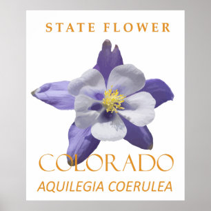 Póster Flor del Territorio de Colorado Aquilegia coerulea