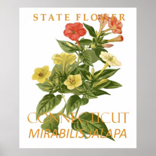 Póster Flor del Territorio de Connecticut Mirabilis jalap