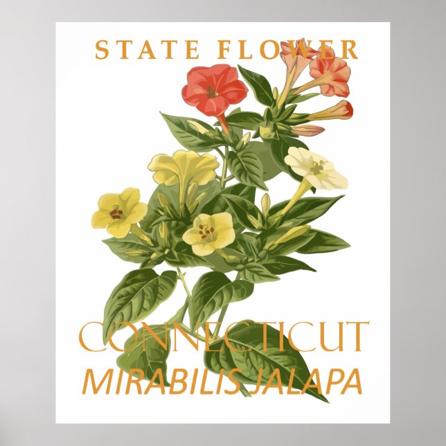 Póster Flor del Territorio de Connecticut Mirabilis jalap (Frente)
