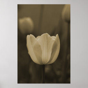 Póster Flor del tulipán del tono de la sepia sola