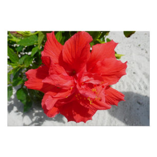 Póster Flor doble roja hibiscus
