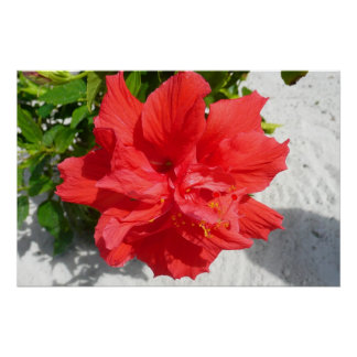 Póster Flor doble roja hibiscus