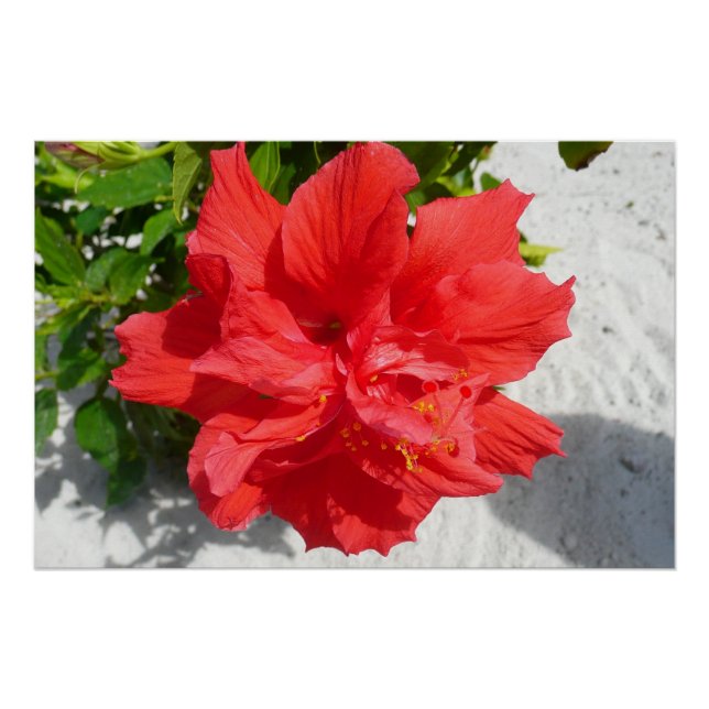 Póster Flor doble roja hibiscus (Anverso)