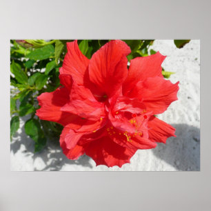 Póster Flor doble roja hibiscus