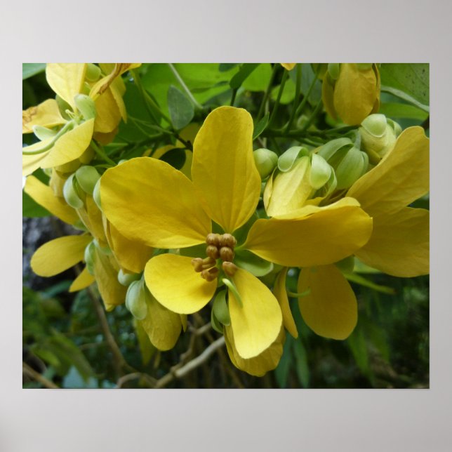 Póster Flor dorada de árbol tropical amarillo (Frente)