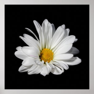 Póster Flor elegante de la margarita blanca