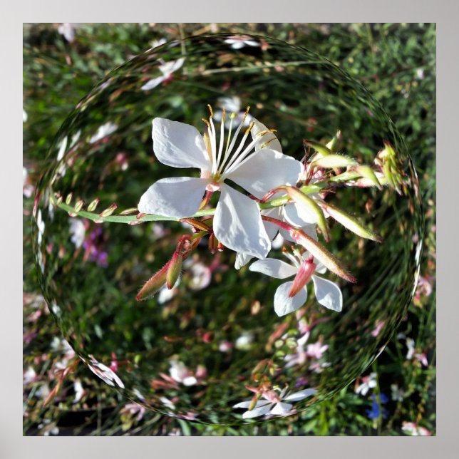 Póster flor en círculo (Frente)