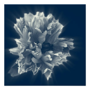 Póster flor en la noche nublada