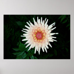Póster flor en una noche fresca