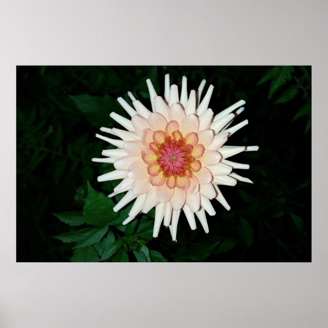 Póster flor en una noche fresca (Frente)