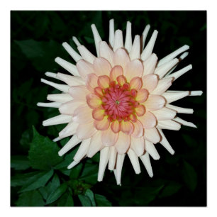 Póster flor en una noche fresca