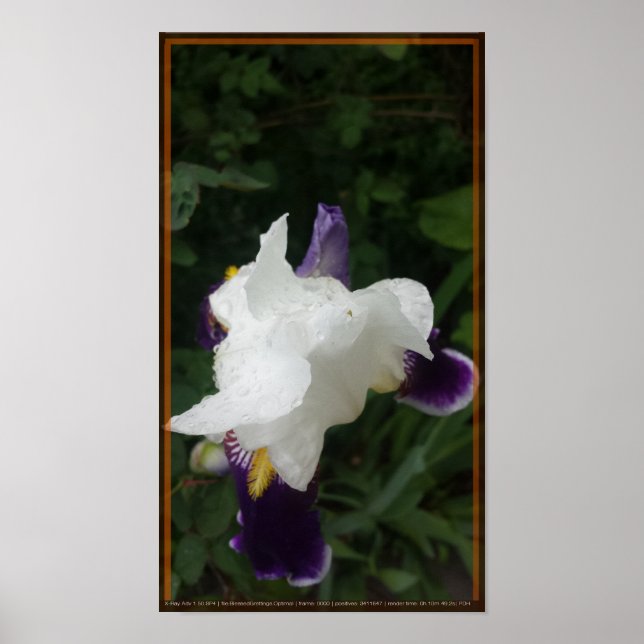 Póster Flor épica 2 (Frente)