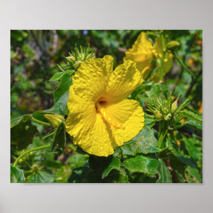 Póster Flor estatal amarilla Hibiscus Hawaii