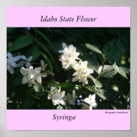 Flor estatal de Idaho, la sirena
