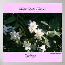 Flor estatal de Idaho, la sirena