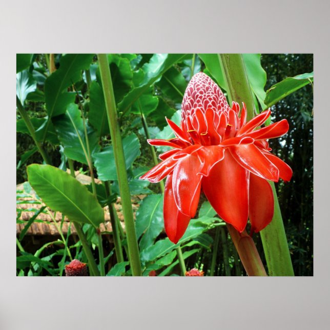 Póster Flor exótica de Rosa de Caribe rojo (Frente)