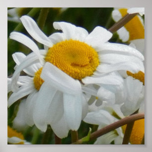 Póster Flor Feliz - Margarita sonriente feliz