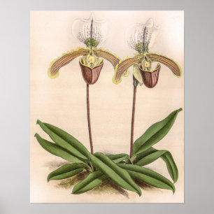 Póster Flor Floral Orquídea Cypripedium Vintage