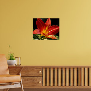 Póster Flor Fotográfico de Flor de Hemerocallis Naranja