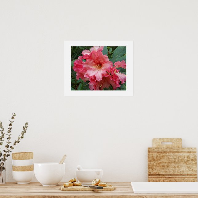 Póster Flor Fotográfico de Floración de Rhododendron Rosa (Cocina)