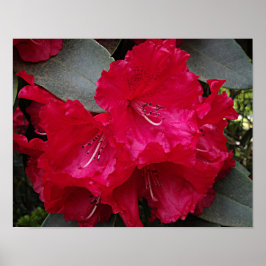 Póster Flor Fotográfico de Rhododendron Rosa Profundo en