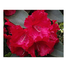 Flor Fotográfico de Rhododendron Rosa Profundo en