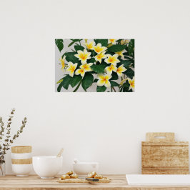 Póster Flor Frangipani blanca