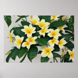 Póster Flor Frangipani blanca