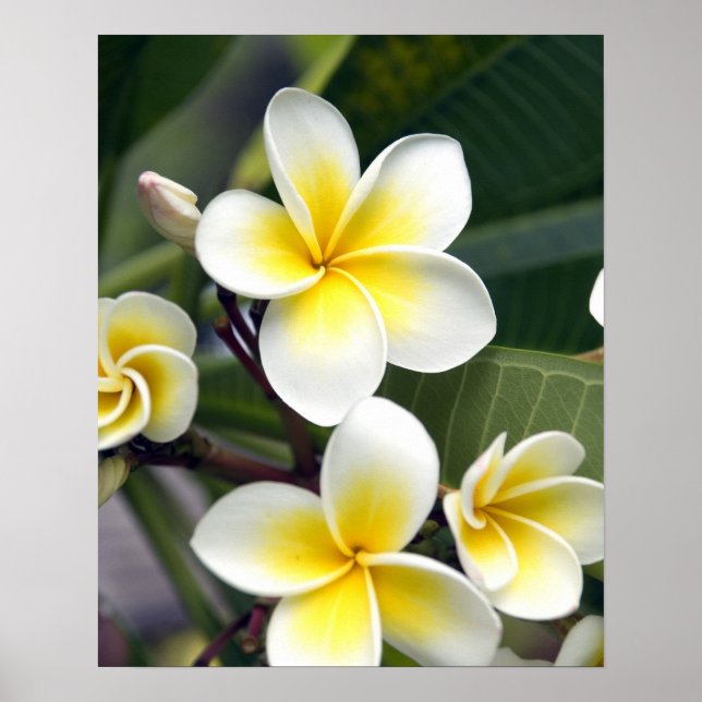 Póster Flor frangipani Islas Cook (Frente)