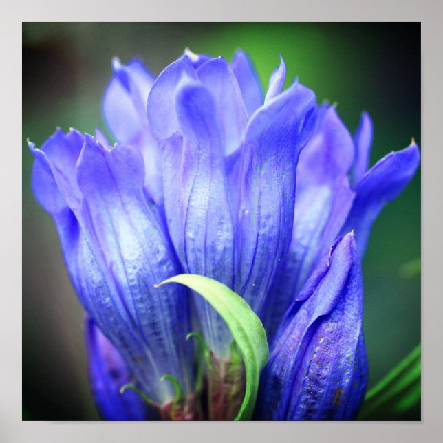 Póster Flor gentiana azul (Frente)