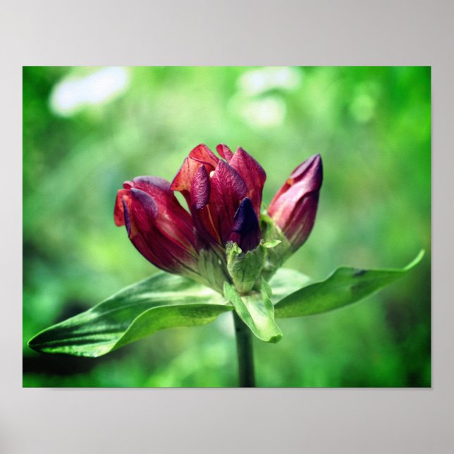 Póster Flor Gentiana Roja En Bloom Cercano (Frente)