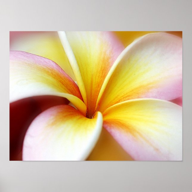 Póster Flor Hawái del Plumeria Frangipani blanco (Frente)