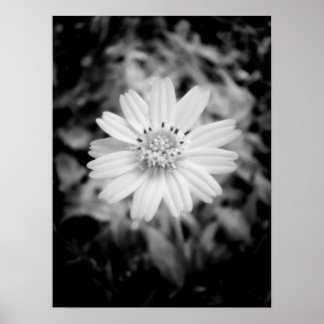 Póster Flor hawaiana B&W