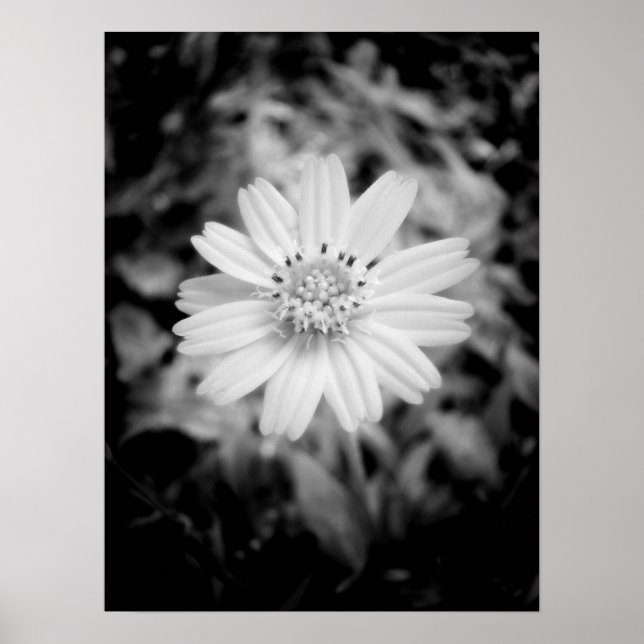 Póster Flor hawaiana B&W (Frente)