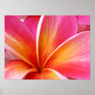 Póster Flor hawaiana rosa Plumeria Frangipani