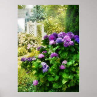 Póster Flor - Hermosa Hydrangea