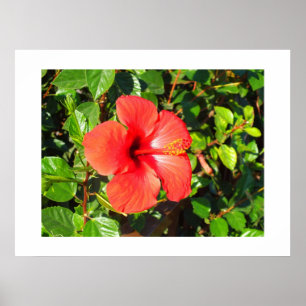Póster Flor hibiscus