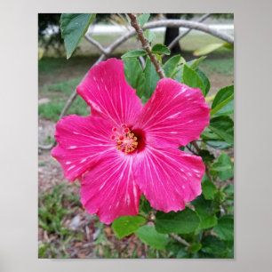 Póster Flor hibiscus, fotografía, Fuchsia Hibiscus NYC