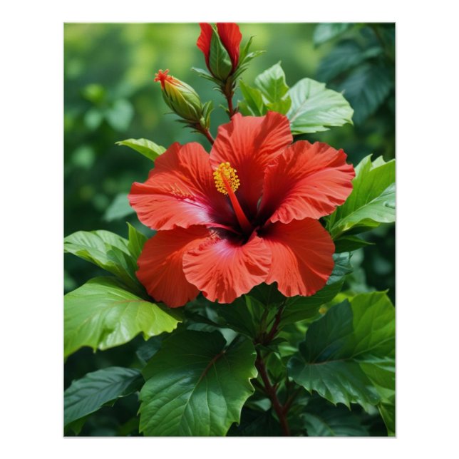 Póster Flor Hibiscus Rojo Vibrante Con Hojas-4369 (Anverso)