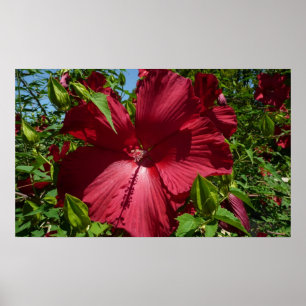 Póster Flor hibiscus y cielo azul