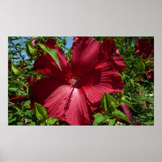 Póster Flor hibiscus y cielo azul